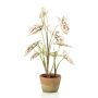 Caladium cream/red in aged pot 60cm