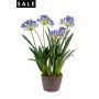 Agapanthus x5 soiled 75cm blue