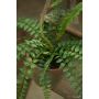 Fern pellaea bush 45cm in tc pot aged