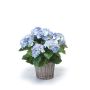 Hydrangea bush blue 45cm in basket