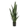 Sansevieria green 140cm