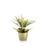 Fern staghorn 30cm in pearlgold pot