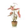 Caladium red/green in aged pot 60cm
