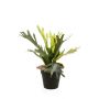 Fern staghorn green/lt brown 35cm in black pot