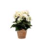 Begonia bush cream 30cm in tc pot aged