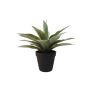 Agave bush grey 27cm in black pot