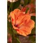 Hibiscus spray orange 65cm