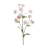 Astrantia spray lt pink 70cm
