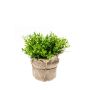 Cress bush in jute pot 16cm