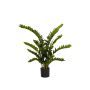 Zamioculcas plant 130cm