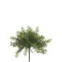 Asparagus bush lt green 10cm